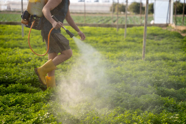Best Insect Control  in Hampton, IA