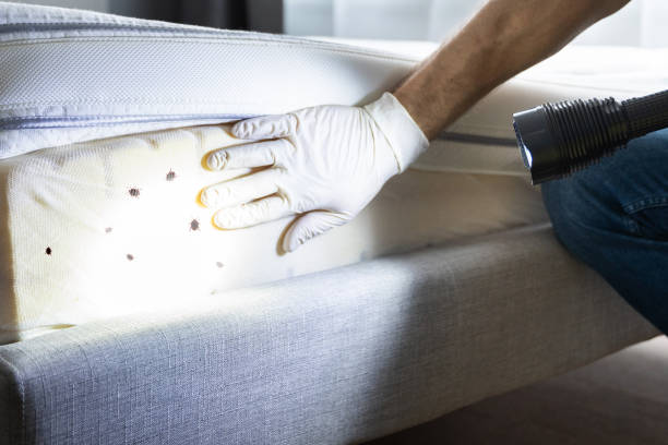 Best Flea Control Services  in Hampton, IA