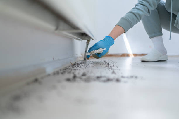 Best Termite Control Services  in Hampton, IA